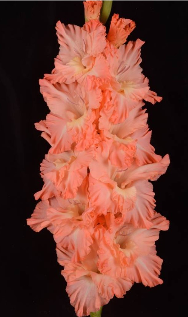 Гладиолус крупноцветковый Медовый Месяц